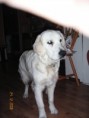 /album/belinciny-vanoce/vanoce-2008-010-jpg/